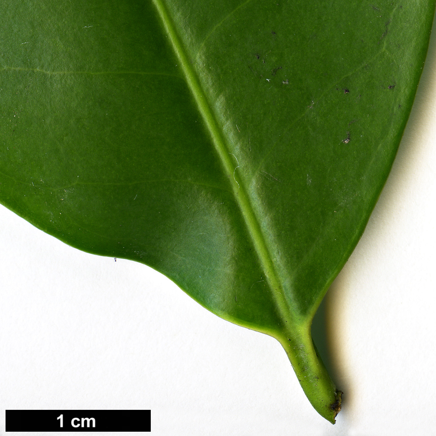 High resolution image: Family: Aquifoliaceae - Genus: Ilex - Taxon: discolor - SpeciesSub: var. tolucana